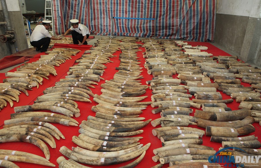 廈門海關(guān)查獲特大團(tuán)伙走私象牙案 價值6億人民幣