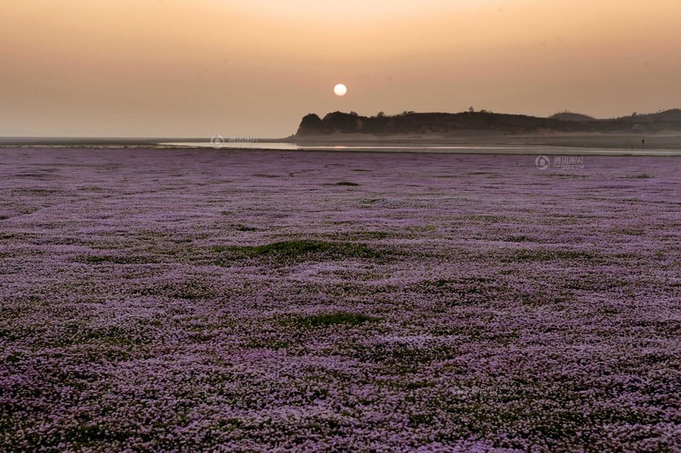 中國最大淡水湖提前枯水變成花海草原