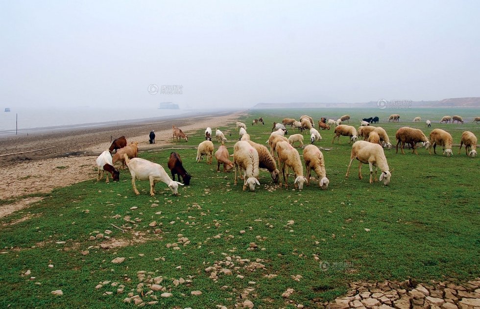 中國(guó)最大淡水湖提前枯水變成花海草原
