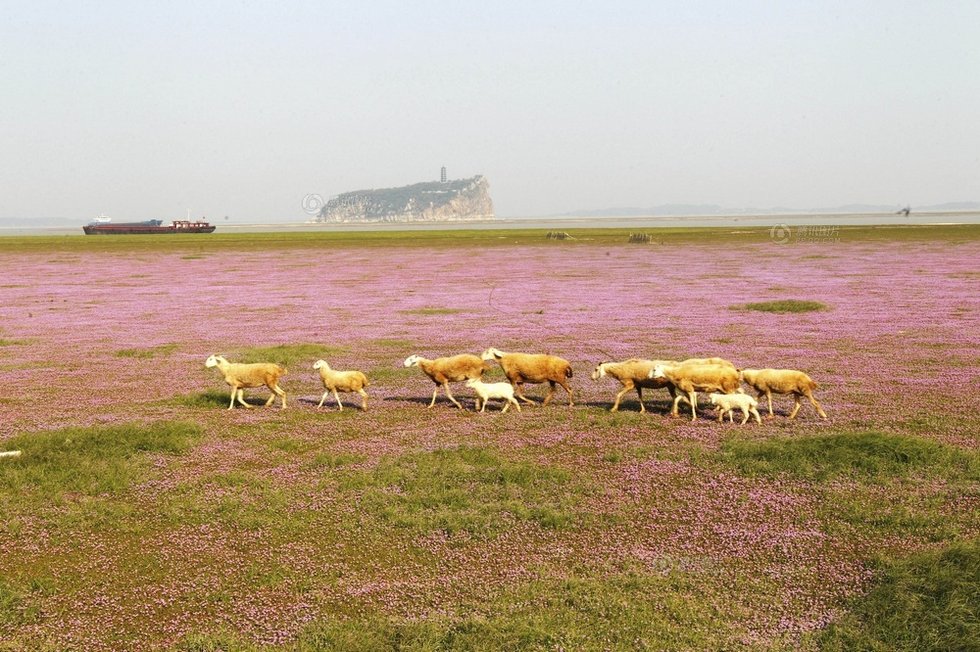 中國最大淡水湖提前枯水變成花海草原