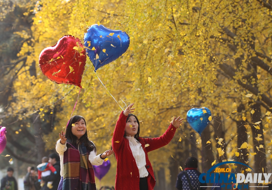 北京釣魚臺(tái)國(guó)賓館銀杏大道美景如畫