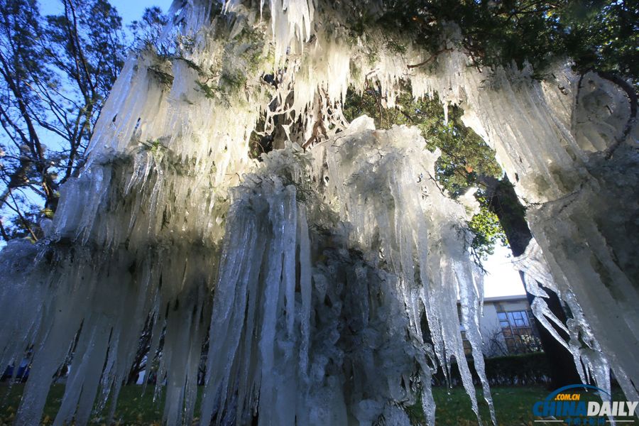北京氣溫昨驟降 今晨冰掛現(xiàn)枝頭