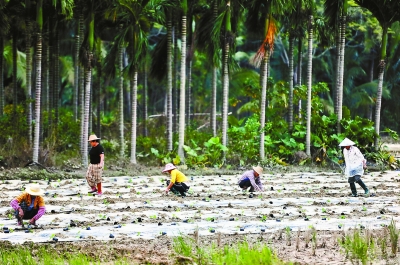 “海燕”過境海南 三亞景區(qū)全部關(guān)閉