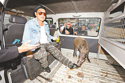 香港男子海濱遛豬被捕 稱明星都要叫他“阿叔”