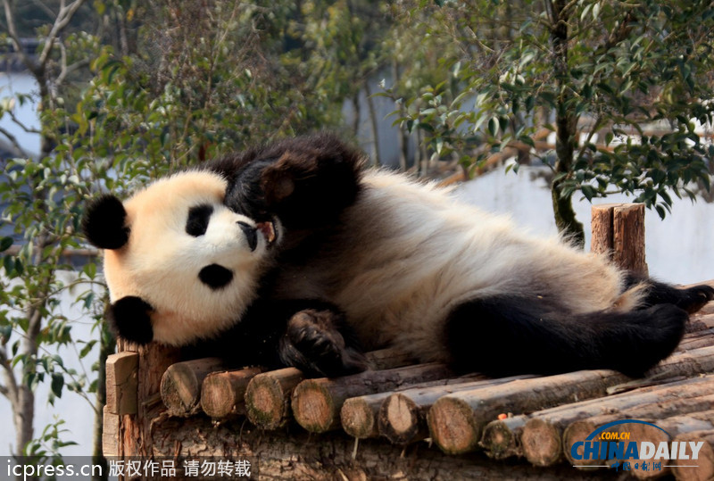 安徽休寧:大熊貓曬太陽賣萌憨態(tài)可掬
