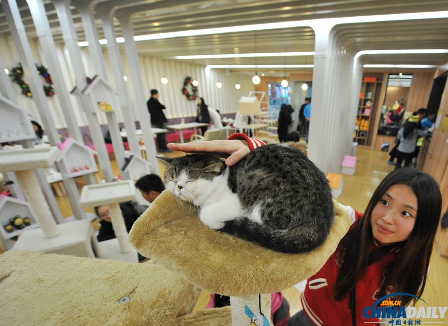 南京首家貓咪主題咖啡館亮相 “喵星人”零距離賣(mài)萌