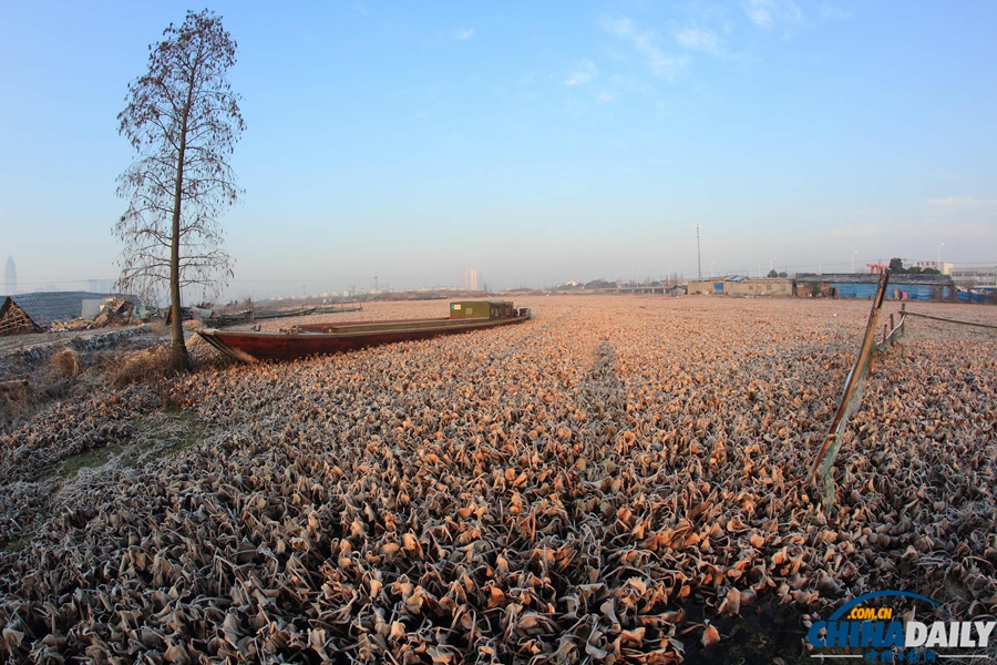 水葫蘆殘體飄蕩浙江紹興市區(qū)河道