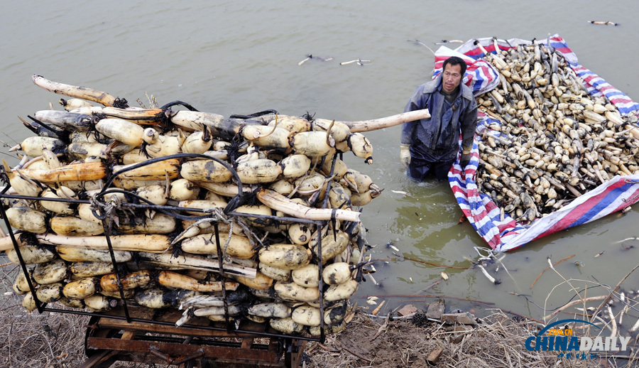 圖片故事：黃河灘上挖藕工