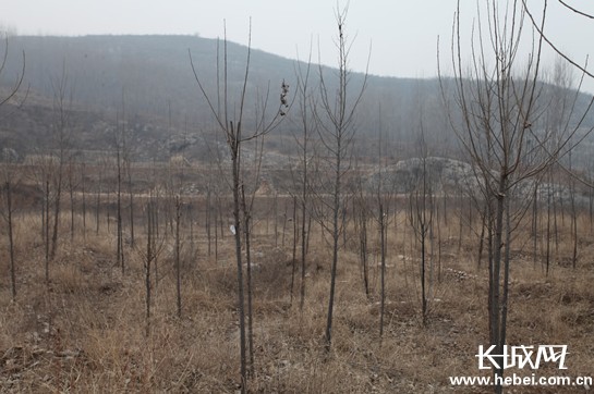 “無腿老兵”馬三?。簽樽訉O后代留下一片綠蔭