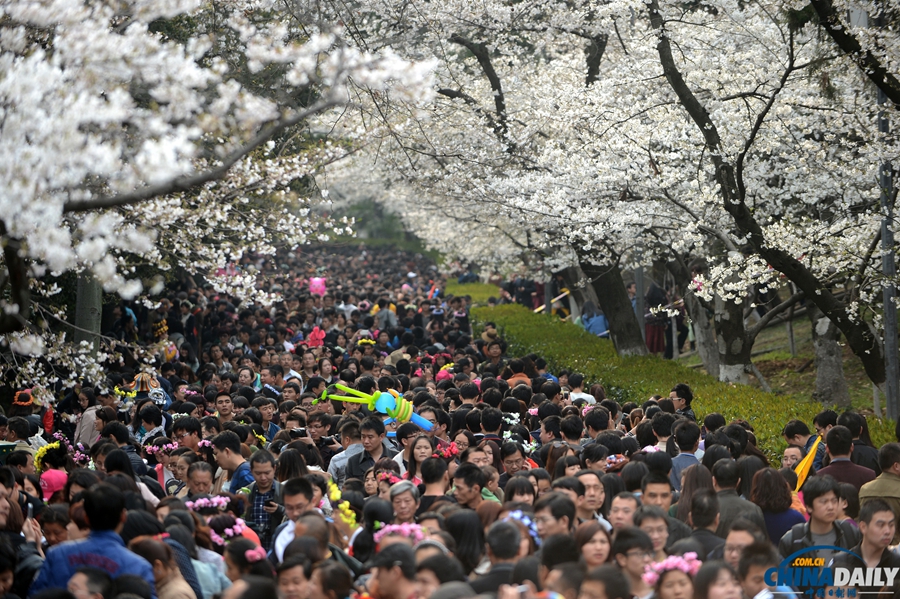 湖北武漢：武大櫻花開(kāi) 校園成公園
