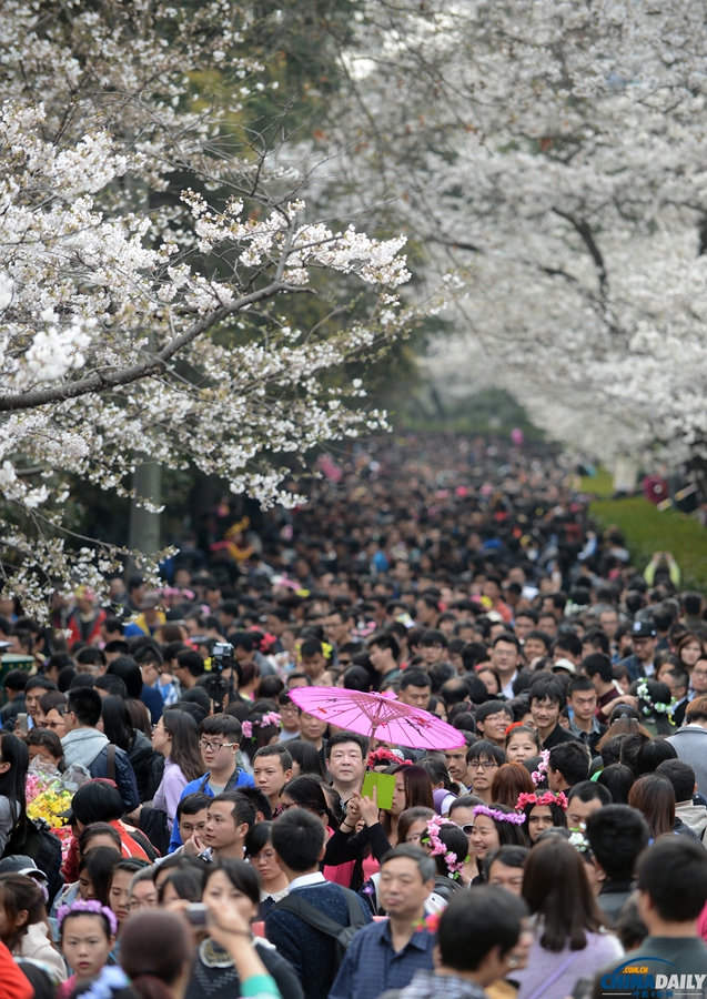 湖北武漢：武大櫻花開(kāi) 校園成公園