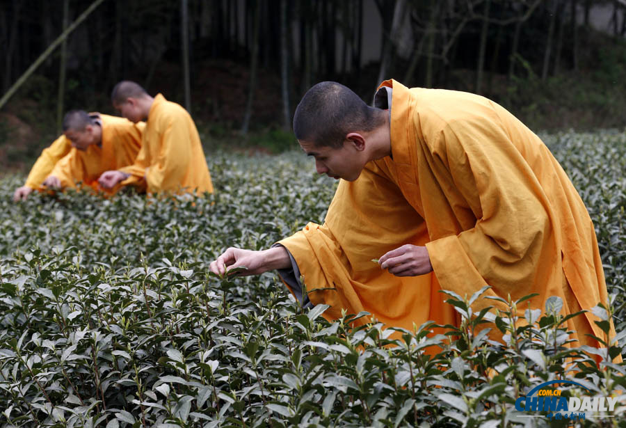 “法凈禪茶”開始采摘