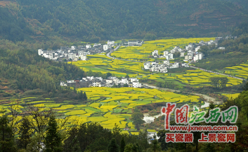 全國網(wǎng)媒記者逛婺源江嶺 邂逅花田喜事贊“天上人間”