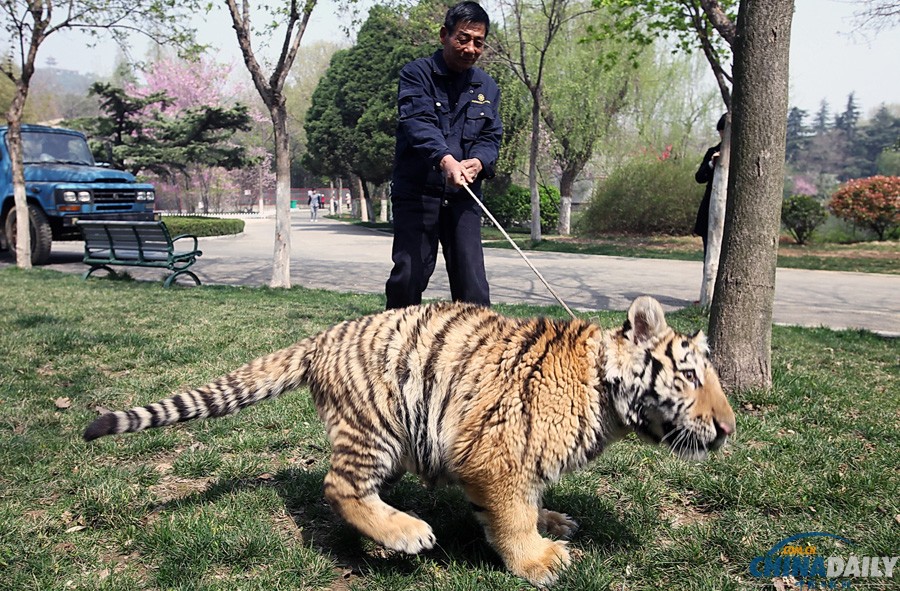 江蘇徐州：飼養(yǎng)員牽6個(gè)月大老虎公園里遛彎