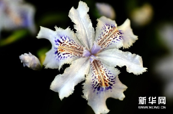 蝴蝶花開(kāi)俏長(zhǎng)沙