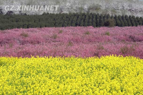 陽春三月 清鎮(zhèn)多彩花海醉游客