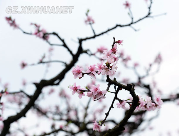 陽春三月 清鎮(zhèn)多彩花海醉游客