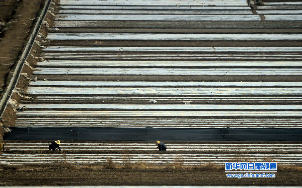 甘肅：覆膜抗旱保春耕