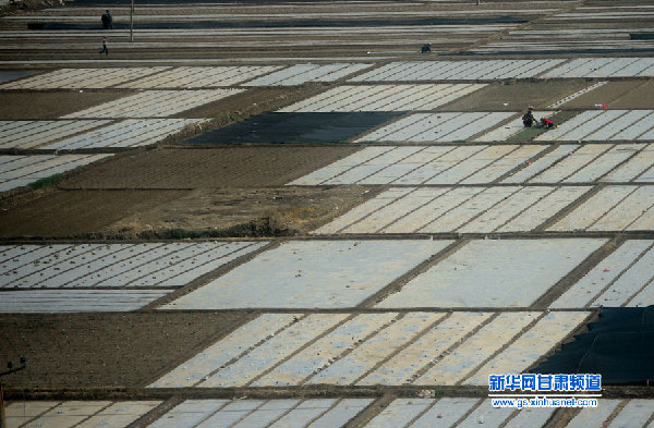 甘肅：覆膜抗旱保春耕