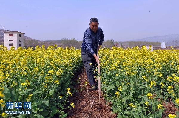 山東濟(jì)南：油菜花開(kāi)樂(lè)農(nóng)家