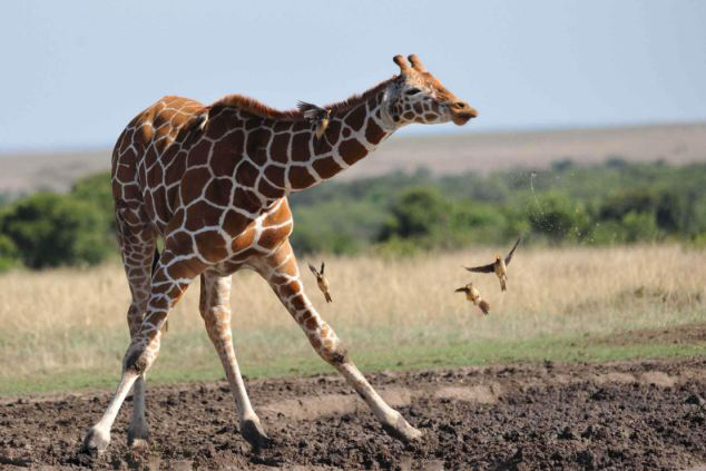 長頸鹿飲水猛抬頭 小鳥被甩空中