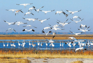 雙遼獲批省級(jí)白鶴自然保護(hù)區(qū)