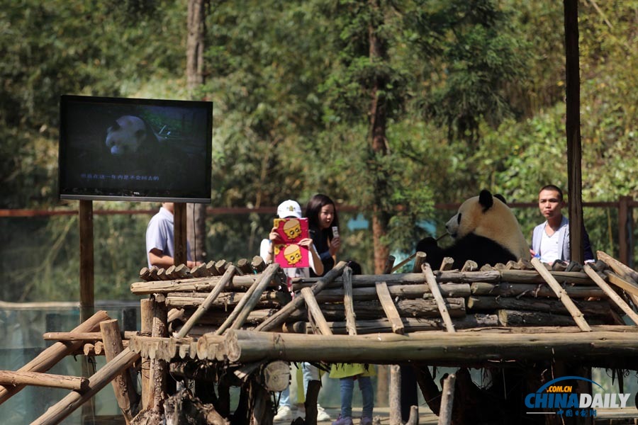 云南唯一大熊貓情緒低落 動(dòng)物園想盡辦法為其找樂(lè)