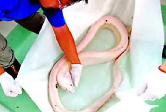 活體白龍王現(xiàn)身墨西哥淺海驚呆游客