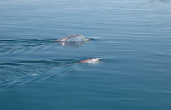 活體白龍王現(xiàn)身墨西哥淺海驚呆游客