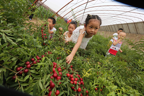 平谷“莊戶人”歐李采摘季開幕