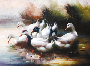 20年前救待宰黑天鵝 畫家昏迷4天10只黑天鵝輪番守護