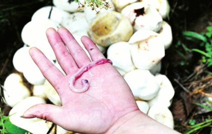 閩候3只巨蟒下了100多個蛋續(xù)：捕蛇能手苦戰(zhàn)巨蟒