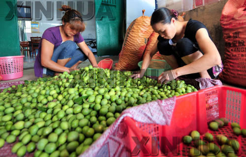 福建閩侯:橄欖大豐收 果農卻發(fā)愁