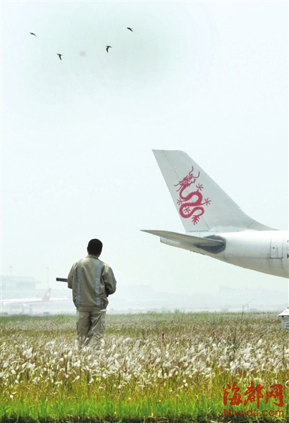 福州機場驅(qū)鳥人：鳥兒是對手，更是朋友