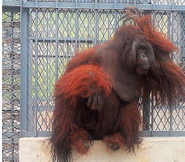 獨家揭秘臺灣紅毛猩猩大陸新生活