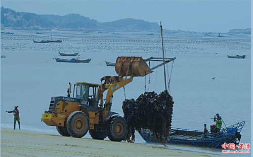海帶收割:“十八般武藝”各顯神通