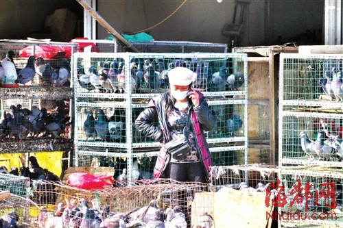 關(guān)閉一個(gè)月后 海峽家禽市場(chǎng)今起重開賣活禽