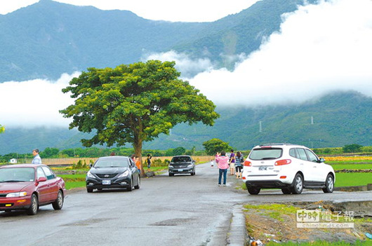 美景爆紅 農(nóng)民不堪其擾欲砍“金城武樹”