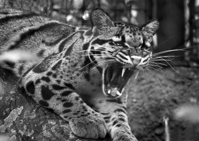 永泰發(fā)生多起羊被獵食事件 有人猜測是云豹所為