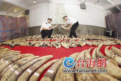 廈門(mén)海關(guān)查獲近12噸走私象牙 價(jià)值6.03億人民幣