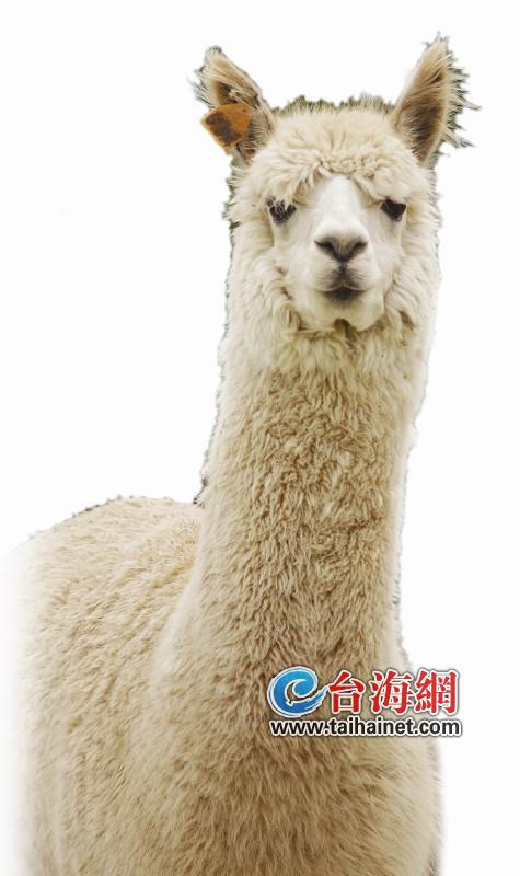 廈門寵物商高價(jià)叫賣神獸“草泥馬”不論大小公母每只7萬5