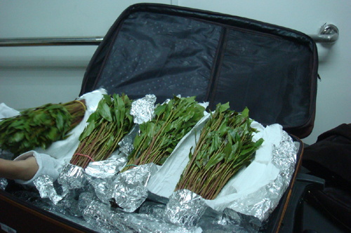 廣州海關查獲恰特草13公斤