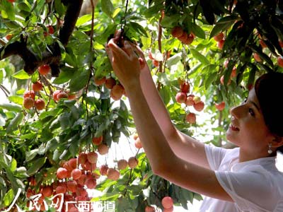 廣西靈山吸引近20萬游客前來品嘗荔枝