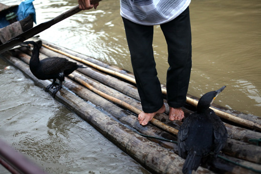 老人和魚(yú)鷹