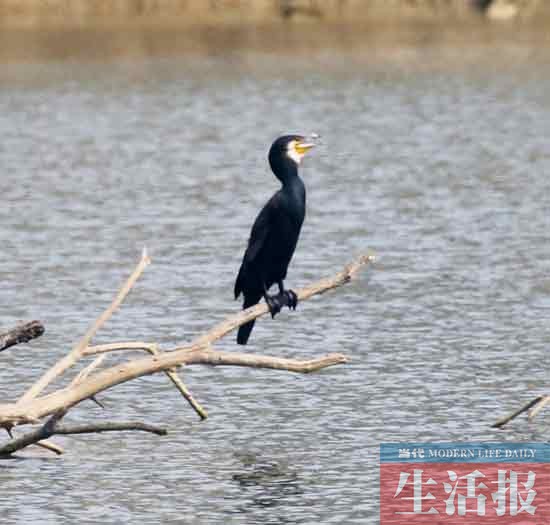 見證“愛情鳥”破鏡重圓 記者用了整整3個月