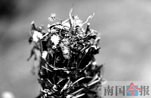 115歲老太或是柳州最老壽星 土法熬制草藥水洗澡