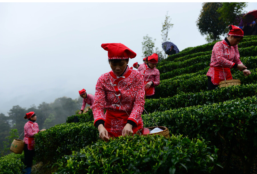 廣西昭平:“小茶葉”做出“大文章”