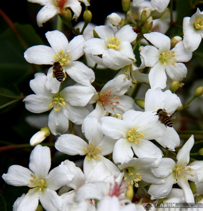 廣西隆林：梧桐花開掛滿枝