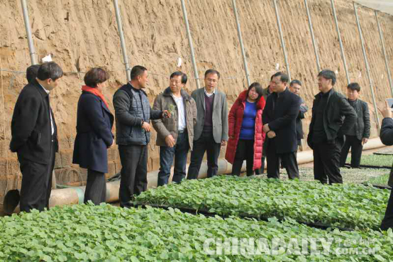 國家農(nóng)業(yè)部專家張真和來唐山樂亭調(diào)研