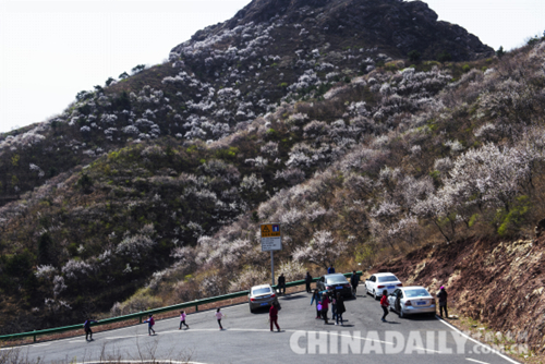 唐山遷安：野綠引得游人醉